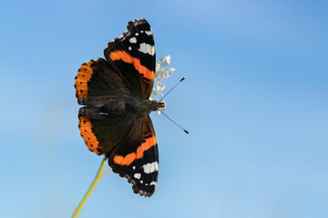 Red admiral butterfly (Vanessa atalanta) aggainst blue sky. Copy space - obrazy, fototapety, plakaty