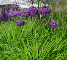 Fototapeta premium Flower head of Allium Purple Sensation(Allium aflatunense)_ Baden-Baden, Germany