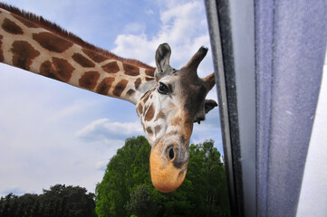 giraffe in the zoo looks