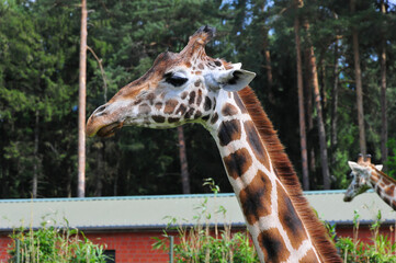 portrait giraffe in zoo