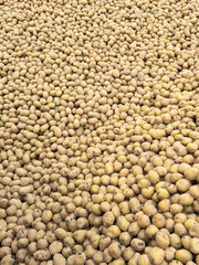 Huge mound of freshly cultivated potatoes in a farmyard in North Yorkshire, United Kingdom