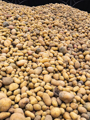 Huge mound of freshly cultivated potatoes in a farmyard in North Yorkshire, United Kingdom
