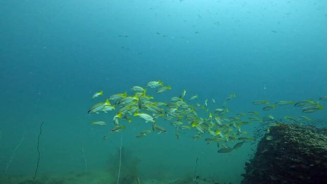 Under Water Film footage -  medium size school of Fusillier fish swimming about - Sailrock in Thailand