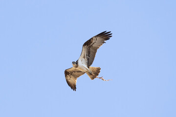 Osprey (Pandion haliaetus) aka sea hawk, fish eagle or fish hawk, a fish-eating bird of prey flying and carrying a  branch for its nest.	