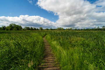 Fototapeta na wymiar Nature reserve Het vijverbroek in Belgium