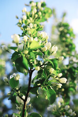 White flowers on a green bush. The white rose is blooming. Spring cherry apple blossom.