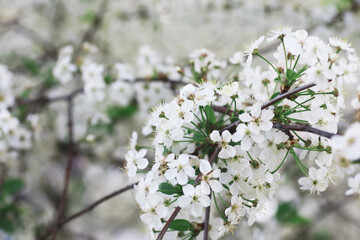 White flowers on a green bush. The white rose is blooming. Spring cherry apple blossom.