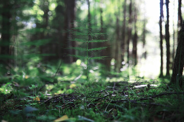 Spring nature background. Forest landscape. Green trees and grass on a spring morning.