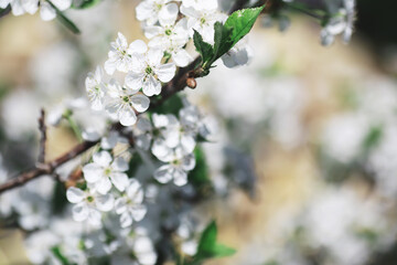 Naklejka premium White flowers on a green bush. The white rose is blooming. Spring cherry apple blossom.
