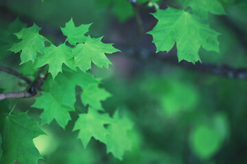 Spring nature background. Forest landscape. Green trees and grass on a spring morning.