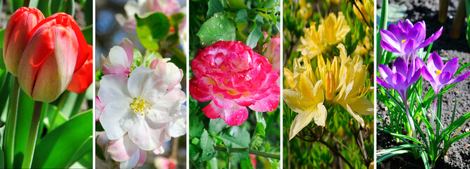 Collage of photos of garden flowers. Wide photo.