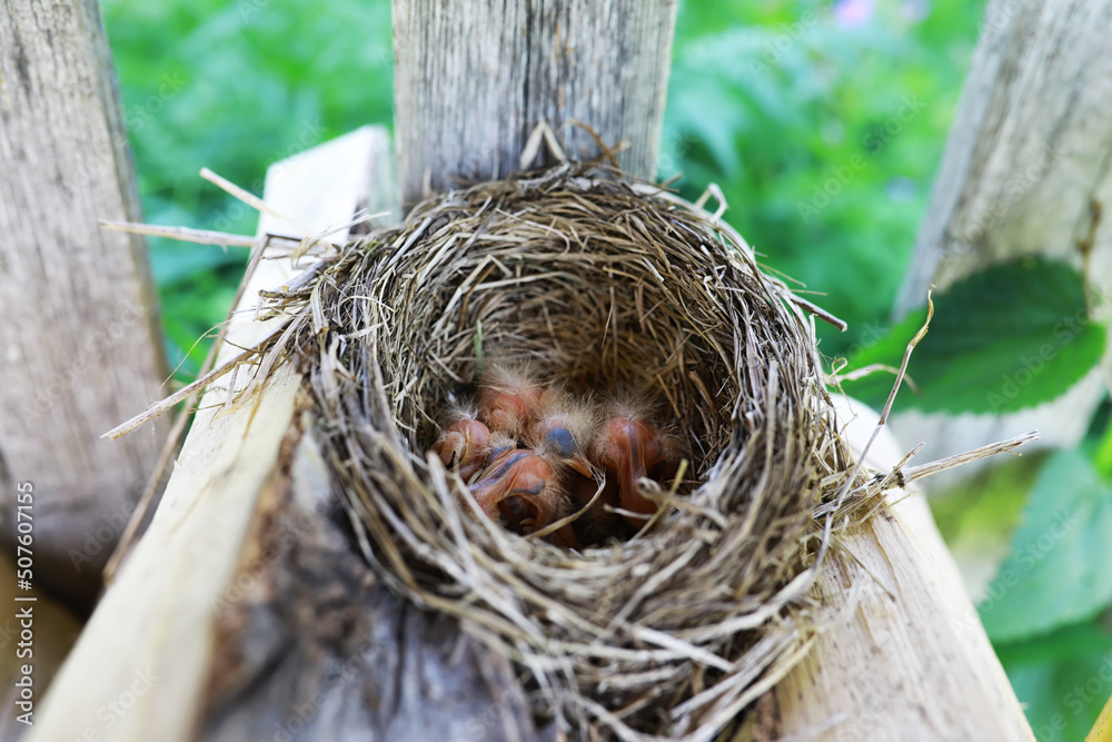 Wall mural bird's nest with bird in early summer. eggs and chicks of a small bird. starling. feeds the chicks.