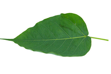 Green Bodhi Leaf-with pattern-straight-line-and-curve-patterns that are naturally beautiful as a buddhist tree on a separate white background.