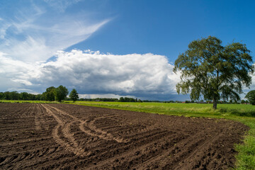 Agricultural field with dirt tracks in the area of Kinrooi, Belgium near the dutch border