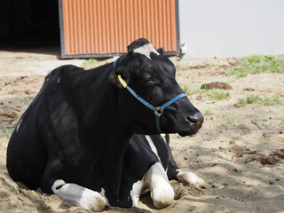 Lying Dairy Cows