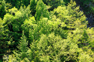 green trees background