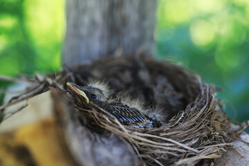 Bird's nest with bird in early summer. Eggs and chicks of a small bird. Starling. Feeds the chicks.