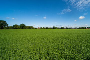 Fototapeta premium Field full of crops in Weert near the Belgium border