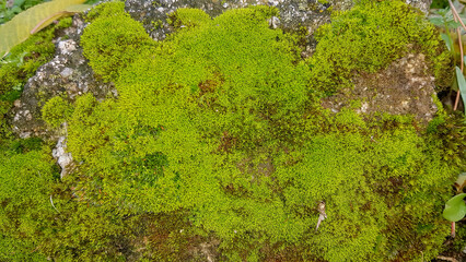 moss detail on wet rocks