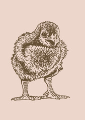 Hand-drawn vector chick , sepia background, domestic animal, grahical sepia element
