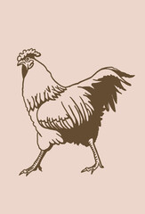 Hand-drawn vector rooster , sepia background, domestic animal, grahical vintage element