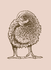 Hand-drawn vector chick , sepia background, domestic animal, grahical sepia element