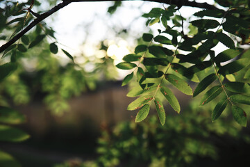 Spring nature background. Forest landscape. Green trees and grass on a spring morning.
