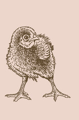 Hand-drawn vector chick , sepia background, domestic animal, grahical sepia element