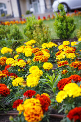 Blooming colorful flowers in sunny garden or park. Spring or summer