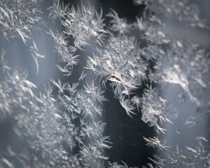 ice flowers on window