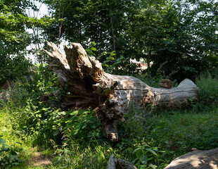 dead tree trunk