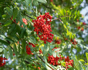 rowan berries on tree