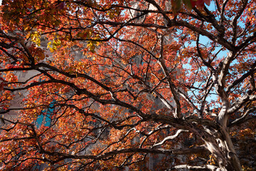 autumn leaves on the tree