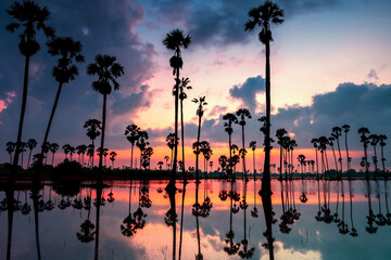 Fototapeta na wymiar sugar palm trees with water reflection at dawn, Sam Khok