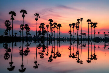 Silhouette sugar palm trees in amazing twilight sky at dawn