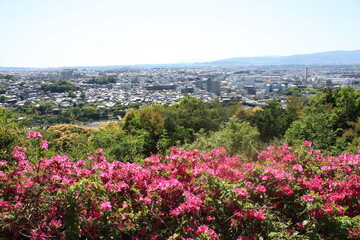 宇治の大吉山（仏徳山）展望台からツツジ（４月下旬）