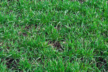 Green field as a background.