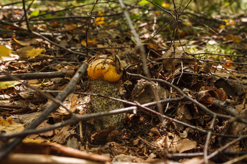 Edible mushroom brown cap boletus (Leccinum scabrum)