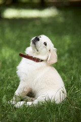 Portrait of a playful puppy of a purebred golden retriever dog. Retriever puppy sits in the grass. 