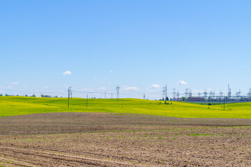 A yellow rapeseed field with growing seedlings and electric power lines with wires and metal towers. Rural agro landscape background