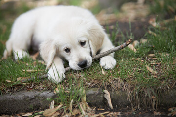 Little retriever puppy walks on the street and gnaws on a stick .Cute little golden retriever puppy 