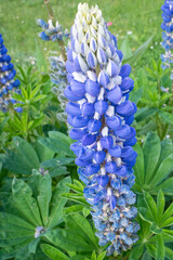 Bluebonnet in the meadow