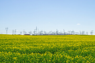 A yellow rapeseed field with growing seedlings and electric power lines with wires and metal towers. Rural agro landscape background