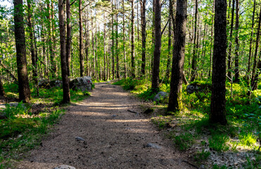 A Lifjel marked tourist trekking route through forest starting in Dale, Sandnes, Norway, May 2018