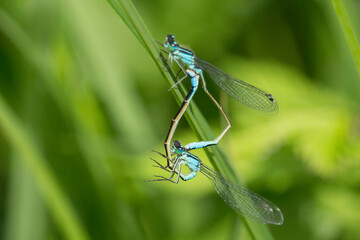 Azurjungfern bei der Paarung