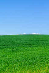 Beautiful green landscape with seedlings and grass growing up under a blue sky