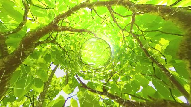 新緑　木漏れ日