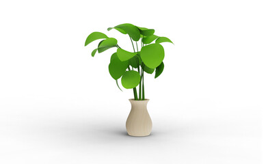 Peperomia plant with shadow 3d render