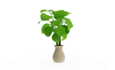 Peperomia plant without shadow 3d render