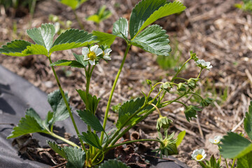 Strawberry bush. Strawberry berry flower.